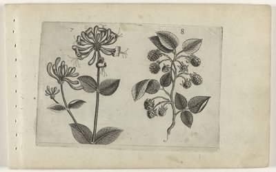 Kamperfoelie en framboos Know the Lilies (serietitel) av Crispijn van de Passe (I) (attributed to)