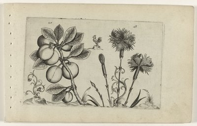 Kerspruit en trädgårdanjer Know the Lilies (serietitel) av Crispijn van de Passe (I) (attributed to)