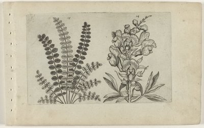 Liten pimpernel och stor snapper Cognoscite Lilia (serietitel) av Crispijn van de Passe (I) (attributed to)