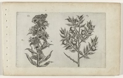 Kromhals en muisdoorn Know the Lilies (serietitel) av Crispijn van de Passe (I) (attributed to)