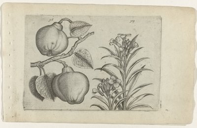 Kweepeer och muurbloem Cognoscite Lily (serietitel) av Crispijn van de Passe (I) (attributed to)