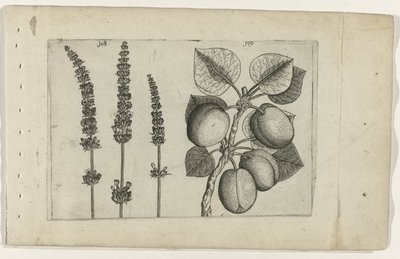 Lavendel och aprikoser Know the Lilies (serietitel) av Crispijn van de Passe (I) (attributed to)