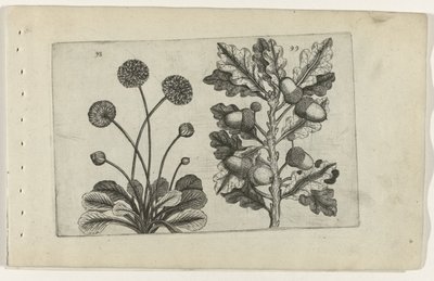 Tusenskön och stam ek Cognoscite lilia (serietitel) av Crispijn van de Passe (I) (attributed to)