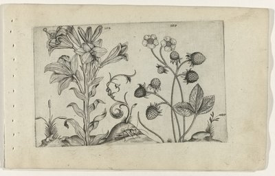 Madonnalelie en jordbei Know the Lilies (serietitel) av Crispijn van de Passe (I) (attributed to)