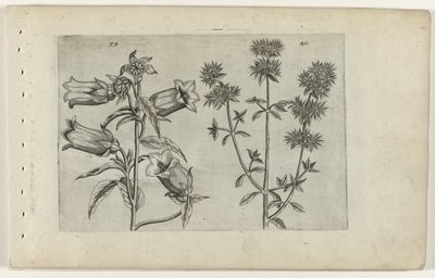 Mariette klocka och mejram Cognoscite lilia (serietitel) av Crispijn van de Passe (I) (attributed to)