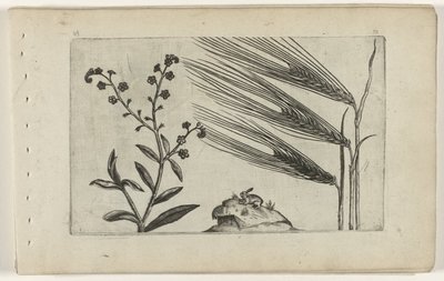 Träsk förgätmigej och korn Cognoscite lilia (serietitel) av Crispijn van de Passe (I) (attributed to)