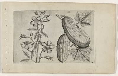 Muskusroos en kommer Know the Lilies (serietitel) av Crispijn van de Passe (I) (attributed to)