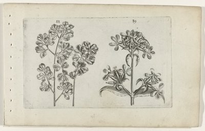 Väggormbunke och tvålört Cognoscite lilia (serietitel) av Crispijn van de Passe (I) (attributed to)