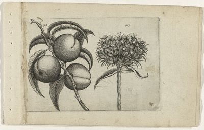 Persika och brinnande kärlek Cognoscite lilia (serietitel) av Crispijn van de Passe (I) (attributed to)