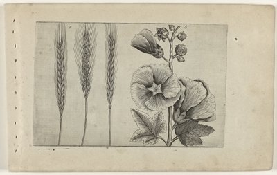 Rogge en stokroos Know the Lilies (serietitel) av Crispijn van de Passe (I) (attributed to)