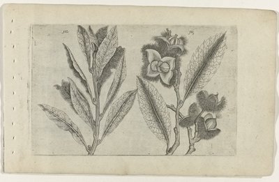 Salie en tamme kastanje Know the Lilies (serietitel) av Crispijn van de Passe (I) (attributed to)
