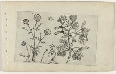 Vass smörblomma och åkerlönn Cognoscite lilia (serietitel) av Crispijn van de Passe (I) (attributed to)