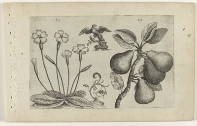 Sleutelbloem en peer Know the Lilies (serietitel) av Crispijn van de Passe (I) (attributed to)