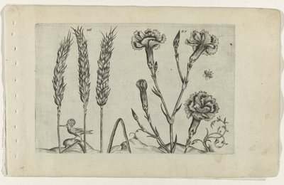 Tarwe en tuinanjer Know the Lilies (serietitel) av Crispijn van de Passe (I) (attributed to)