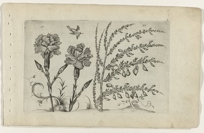 Tuinanjer en brem Know the Lilies (serietitel) av Crispijn van de Passe (I) (attributed to)