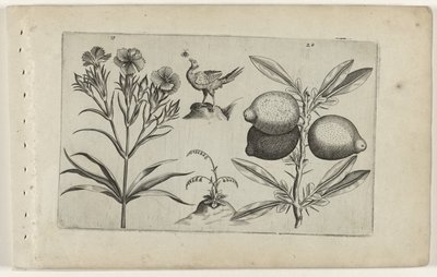 Tuinanjer en citroen Know the Lilies (serietitel) av Crispijn van de Passe (I) (attributed to)