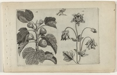 Fikonträd och vild akleja Cognoscite lilia (serietitel) av Crispijn van de Passe (I) (attributed to)