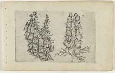 Foxglove och Blue Monkshood Cognoscite lilia (serietitel) av Crispijn van de Passe (I) (attributed to)