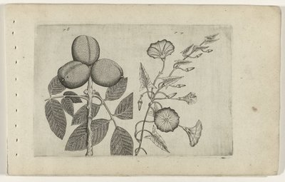 Walnootboom en akkerwinde Know the Lilies (serietitel) av Crispijn van de Passe (I) (attributed to)