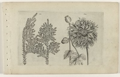 Sjuträd och sovglob Cognoscite lilia (serietitel) av Crispijn van de Passe (I) (attributed to)