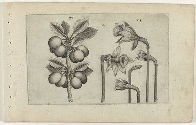 Zure kers och vilda påskliljor Know the Lilies (serietitel) av Crispijn van de Passe (I) (attributed to)