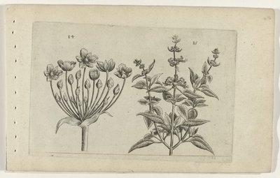 Svanblomma och småblommig salvia Cognoscite lilia (serietitel) av Crispijn van de Passe (I) (attributed to)