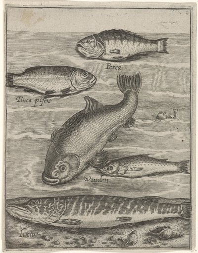 Studieblad met vijf vissen Fisk live-ikoner (serietitel) av Crispijn van de Passe (I)