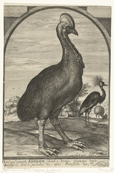 Kasuar, medförd av Willem Jacobsz. från Ostindien och gavs till prins Maurits, 1614 av Crispijn van den Queborn (attributed to)