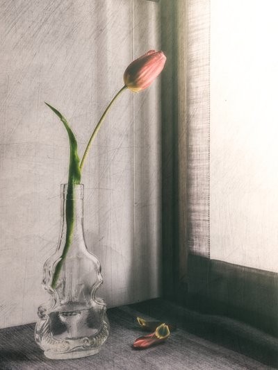 En delikat rosa tulpan av Cristiano Giani