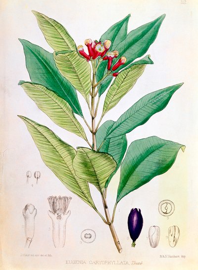Kryddnejlika, blomknopp av Syzygium aromaticum Eugenia carophyllata av D Blair