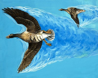 Turbulens orsakad av fåglar som flyger av D. Makele.