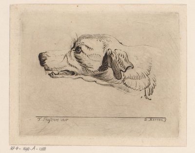 Huvudet på en hund av D. Merrem
