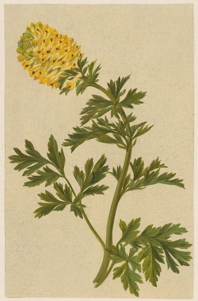 Kvist med en blomma av Corydalis av D. van Alphen