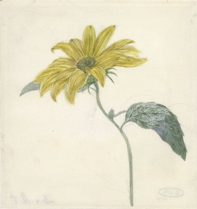 Solros av D. van Alphen