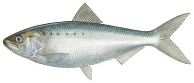 Amerikansk shad (akvarell) av Damstra Emily