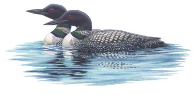 Common loons (akvarell och gouache) av Damstra Emily