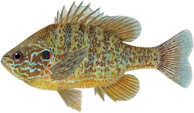 Pumpkinseed solfisk (färgpennor) av Damstra Emily