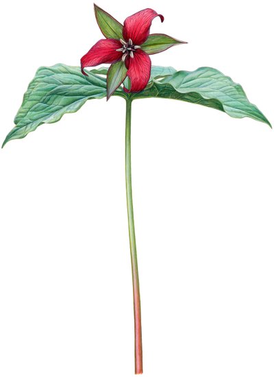 Röd trillium (akvarell och gouache) av Damstra Emily