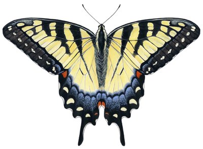 Tiger Swallowtail fjäril (gouache) av Damstra Emily