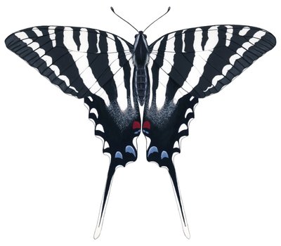 Zebra Swallowtail fjäril (gouache) av Damstra Emily