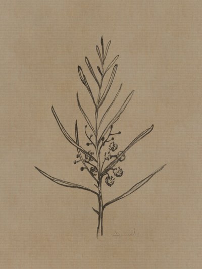 Blackwood-trädplantor av Dan Hobday