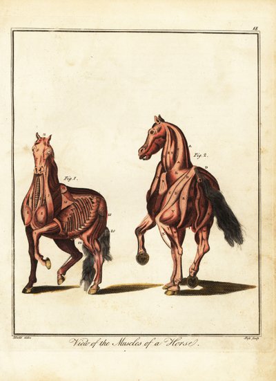 Muskulaturen hos en häst. 1792 (gravyr) av Daniel (after) Dodd