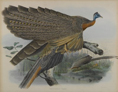 Argusianus Grayii (färg litho) av Daniel Giraud and Gould John Elliott