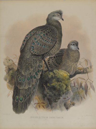 Polyplectron Tibetanum (färg litho) av Daniel Giraud and Gould John Elliott