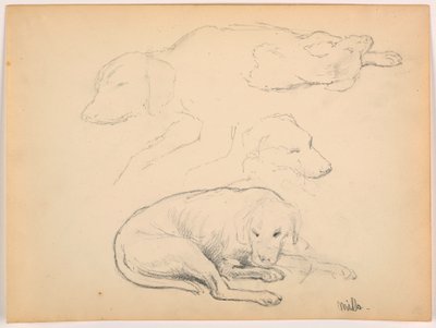 Teckning, Milo (en pointer), flera studier, ca 1862 av Daniel Huntington
