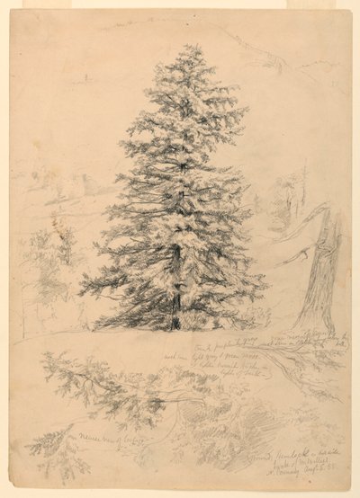 Teckning, studie av en hemlock, North Conway, New Hampshire, 6 augusti 1855 av Daniel Huntington