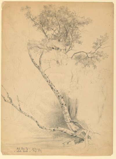 Old Elm Top and White Birch, North Conway, New Hampshire av Daniel Huntington