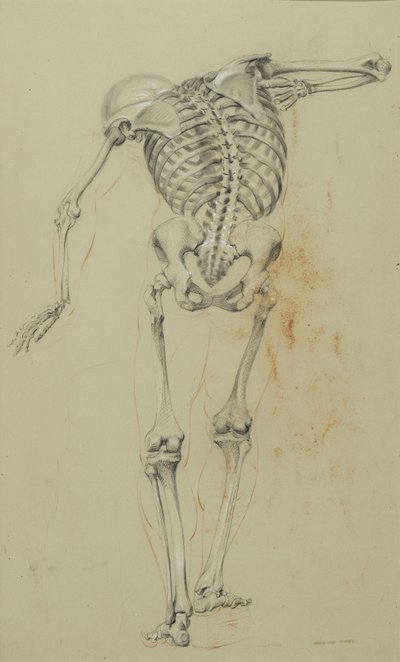 Skeleton Study, c.1848 (krita och krita på brunt papper monterat på kartong) av Daniel Huntington
