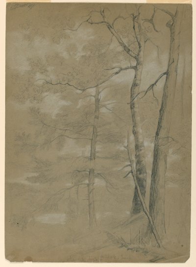 Studie av Hemlock and Beech, White Lake av Daniel Huntington
