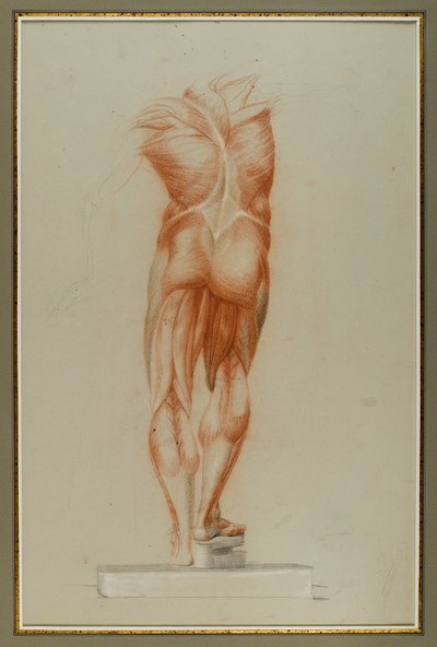 Écorché (Figure Study of Musculature), c.1848 (krita och grafit på papper) av Daniel Huntington
